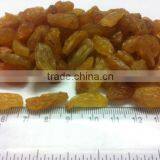 Jumabo Golden Raisin