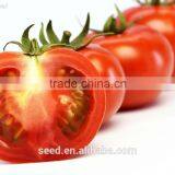 SXTS No.1401 Resistance to TY Pink Tomato Seed