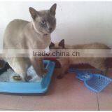 High Adsorption and Low Price Silica Gel Cat Litter, Silica Sand, Cat Sand thumbnail-2