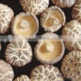 white flower shiitake mushroom in spring in China