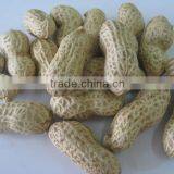 Organic Peanut in Shell Shandong