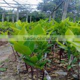 Syzygium Samarangense Tree Seedlings, Java Apple, Semarang Rose-apple, Wax Jambu thumbnail-3