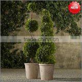 Decorative Real Boxwood Topiary thumbnail-1