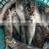 Frozen Horse Mackerel Seafood thumbnail-3