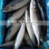 Frozen Horse Mackerel Frozen Whole Round Fish thumbnail-1