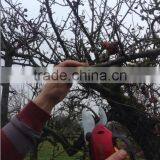 Scissors Battery for Pruning / Pruners /scissors thumbnail-1