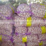 Jinxiang Vegetable Garlic Fresh Garlic Hot Sale Garlic Sales,garlic for New Market,garlic thumbnail-2