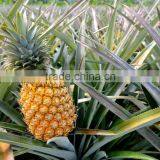 Pineapple Concentrate Juice thumbnail-2