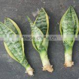 20-30cm Sansevieria Superba thumbnail-2
