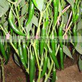 Freshing Eating Hot /Chilli Pepper Seed Fresh Hot No.1 thumbnail-6