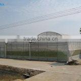 Multi-span pe Film Green House Tomato Green House Pepper Greenhouse thumbnail-3