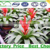 Commercial Greenhouses thumbnail-5
