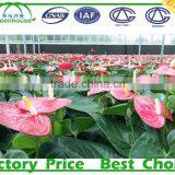 Commercial Tunnel Tomato Greenhouse thumbnail-3