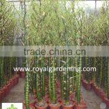 Bambusa Ventricosa ( Chinese Bamboo ) thumbnail-2