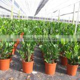 Zamioculcas Zamiifolia thumbnail-3