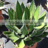 Agave Horrida V. "Perotensis Limon" in 8 Liters Pot thumbnail-1