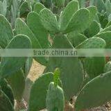 Caralluma Fimbriata Extract thumbnail-4