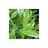 Instant Pu-erh Tea Powder thumbnail-1