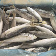 Frozen Round Scad; Horse Mackerel With Small Eyes thumbnail-2