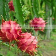 Good Quality Dragon Rruit With Competitve Price AT Market Viet Nam thumbnail-3