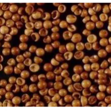 Good Quality High Hatch Rate Premium Bohai BBS Artemia Cysts Brine Shrimp Eggs thumbnail-2