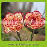 Wide Varieties Good Smell Carnation Bouquet for Wedding Bride thumbnail-2