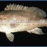 Spotted Grouper Whole Round , HO Gutted , Skinless Fillet , Skin-on Fillet thumbnail-1