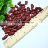 Dark Red Kidney Beans thumbnail-6
