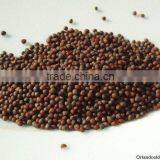 MUSTARD SEED BROWN