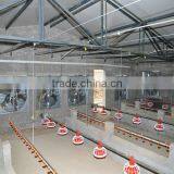 Automatic Chicken/poultry Farm Ewuipment thumbnail-1