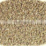 Indian Ajwain Seed thumbnail-1