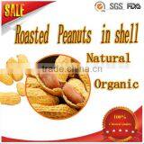 High Demand Export Products Organic Best Selling Roasted Peanuts In Shell In China thumbnail-1