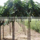 Ulmus Pumila L. Seedling thumbnail-3