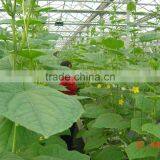 Greenhouse Vegetables thumbnail-3