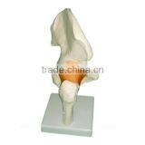 Vivid Human Body Anatomy Pelvic Bone Model thumbnail-4