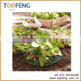 5 Ground-Covering Strawberry Plant Supports thumbnail-1
