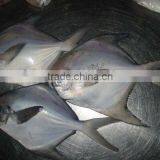 Frozen Silver Pomfret thumbnail-1