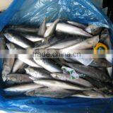 Sea Frozen Pacific Mackerel 150~250g thumbnail-3