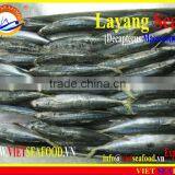 FROZEN LAYANG SCAD (MUROAJI) WHOLE ROUND thumbnail-4