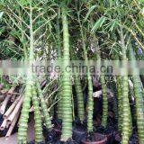 Bambusa Ventricosa Trees thumbnail-1
