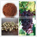 Grape Seed Extract thumbnail-4