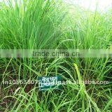 Lemongrass Oil thumbnail-1