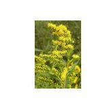 Golden Rod Extract thumbnail-1