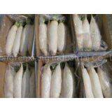 White Turnip thumbnail-2