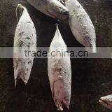 Longline Frozen Skipjack Tuna ( Katsuwonus Pelamis) thumbnail-2