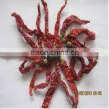 Wrinkled Chilli thumbnail-1