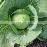 Farm Fresh Cabbage Exporter thumbnail-1