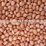 PEANUTS KERNEL JAVA thumbnail-2