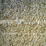 QATS - FEED OAT thumbnail-1