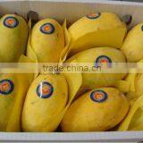 Pakistan Sweet Honey Mangoes